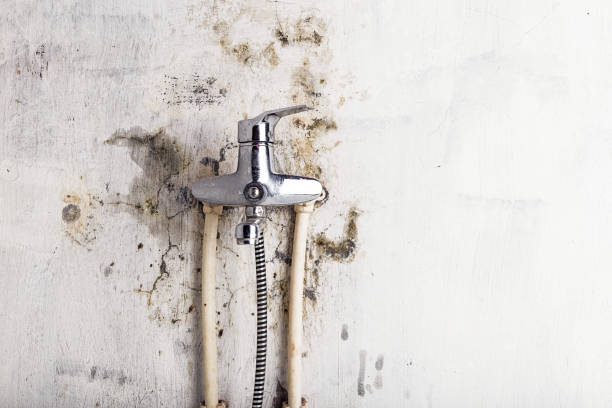 Office Mold Removal Services in Tucson, AZ