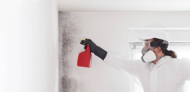 Best Commercial Mold Removal  in Tucson, AZ